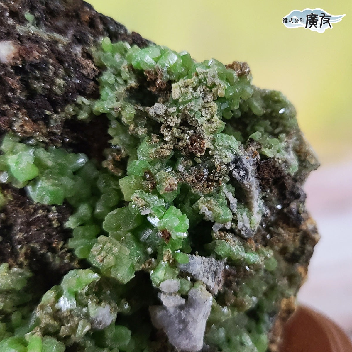 ペリドット原石260g台付 現物販売(廣友)【新商品】 – 株式会社廣友